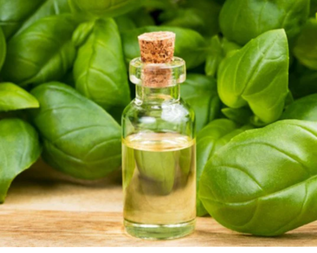 Basil Essential Oil