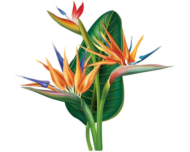 Birds of Paradise Fragrance Oil