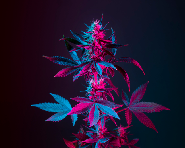 Cannabis Blossom Fragrance Oil