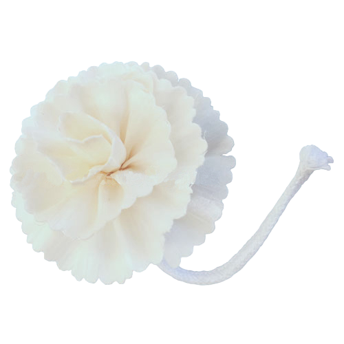 Carnation Sola Flower