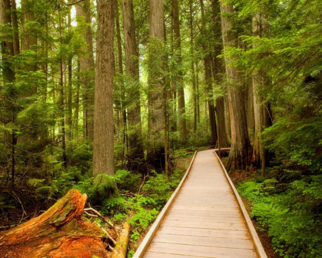 Cedar Forest Fragrance Oil