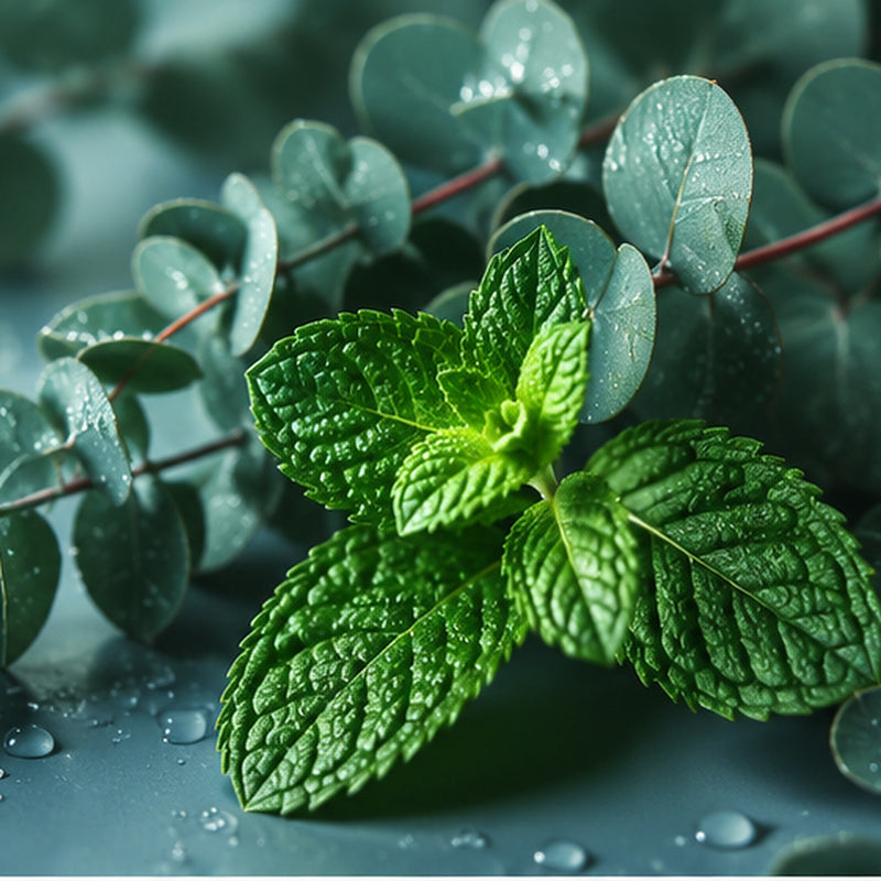 Eucalyptus & Spearmint Fragrance Oil
