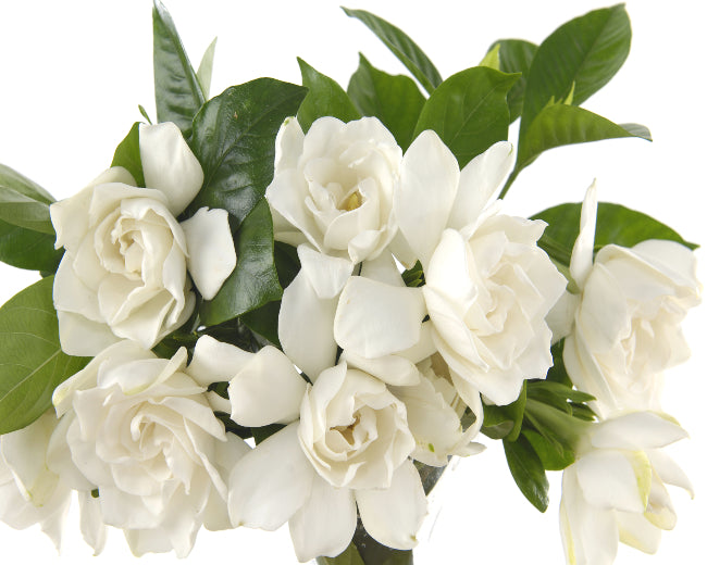 Gardenia Fragrance Oil