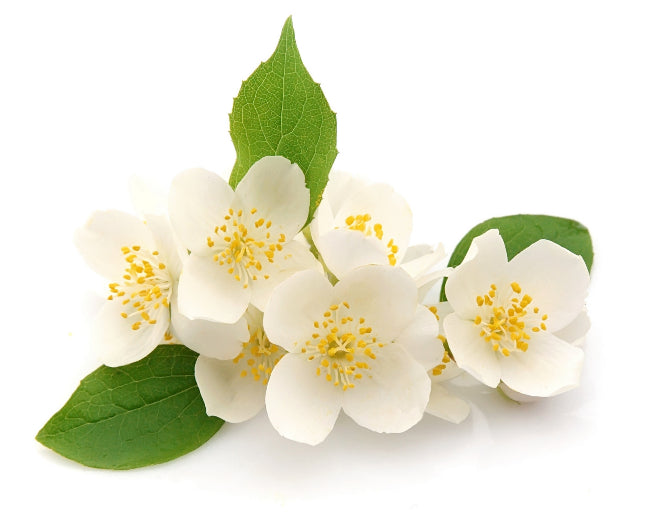 Jasmine Fragrance Oil