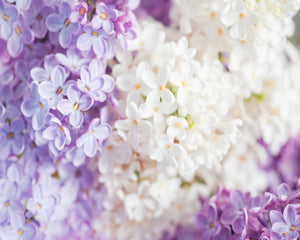 Lilac Fragrance Oil
