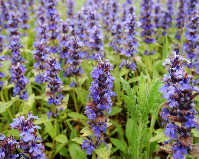 Sage Flower Fragrance Oil