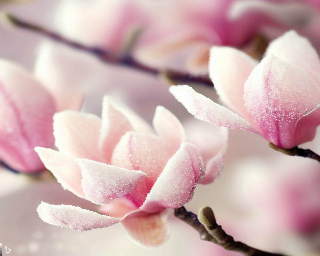 Sugar Magnolia Fragrance Oil