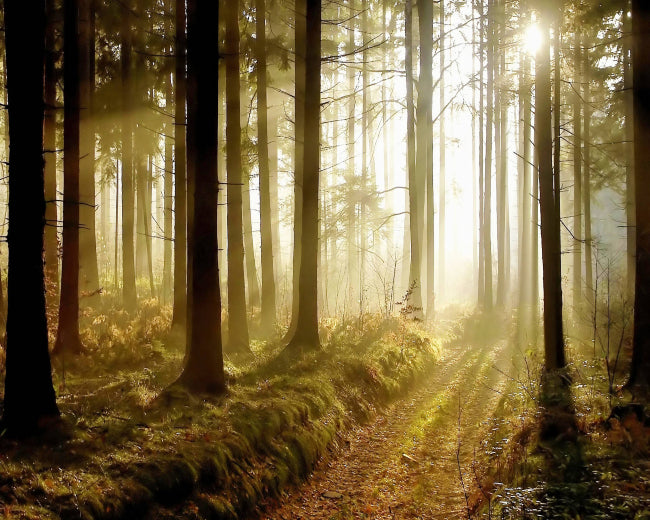 Twilight Woods Fragrance Oil