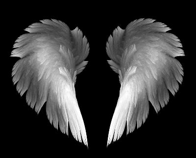 Angel Wings Fragrance Oil