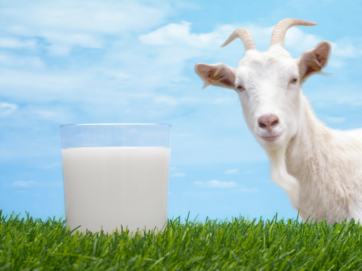 Goats Milk Liquid Soap