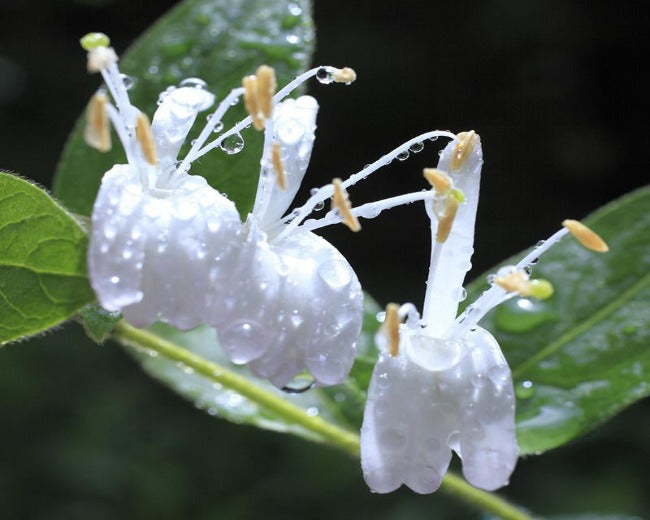 Japanese Honeysuckle Fragrance Oil