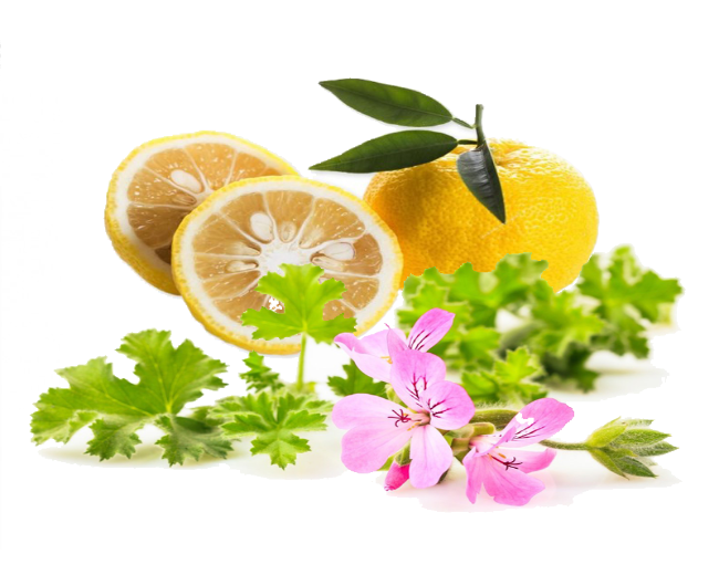 Mandarin Yuzu & Citronella Fragrance Oil