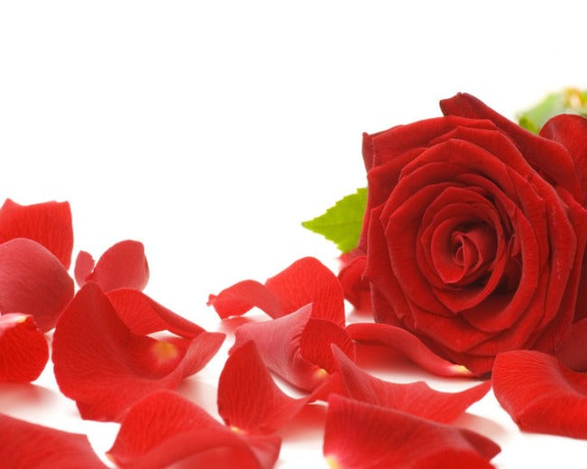 Rose Petals Fragrance Oil