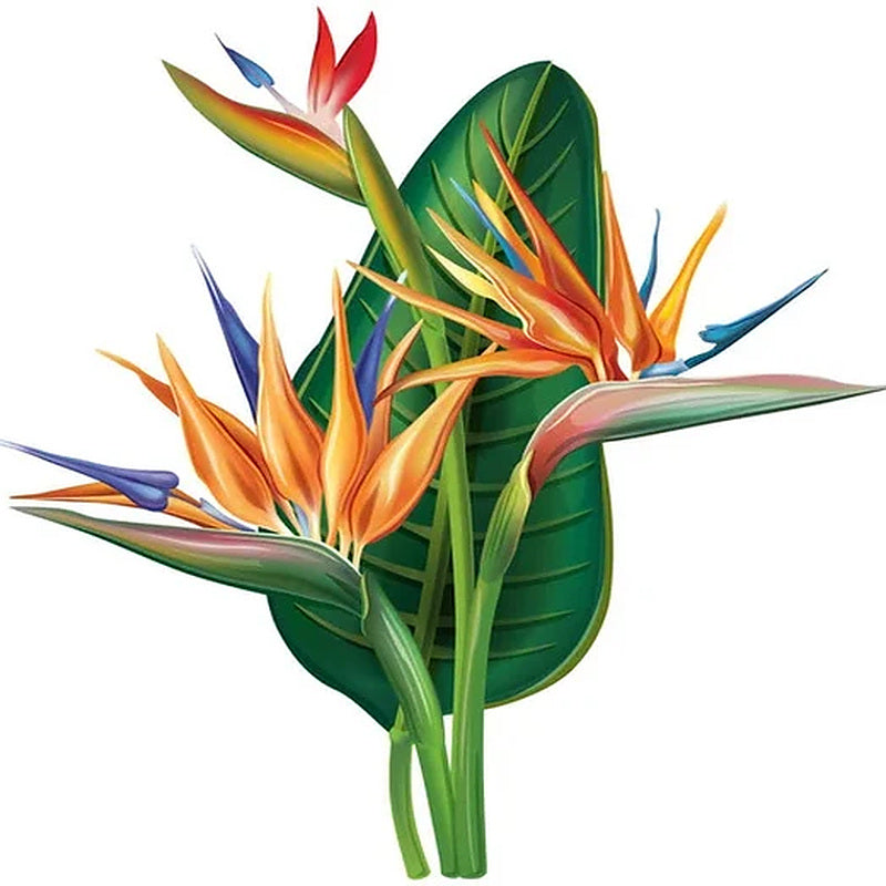Birds of Paradise Fragrance Oil