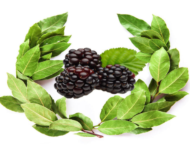 Blackberry & Laurel Leaf Fragrance Oil