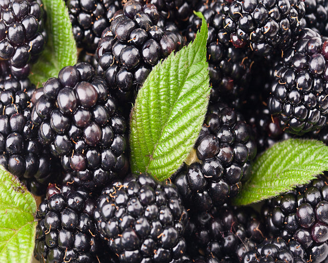 Black Raspberry Fragrance Oil
