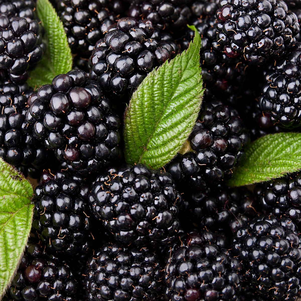 Black Raspberry Fragrance Oil