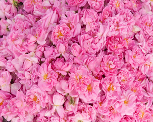 Bulgarian Rose Fragrance Oil