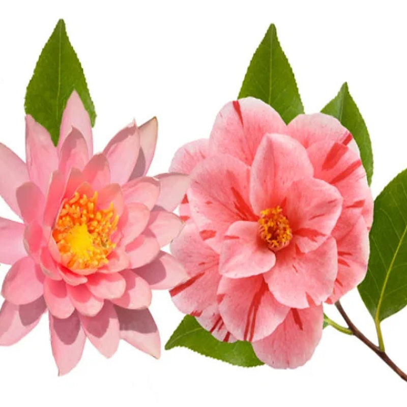Camellia & Lotus Fragrance Oil