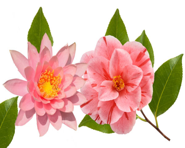Camellia & Lotus Fragrance Oil