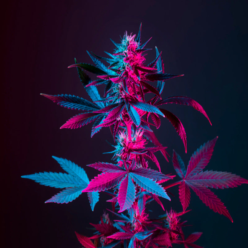 Cannabis Blossom Fragrance Oil