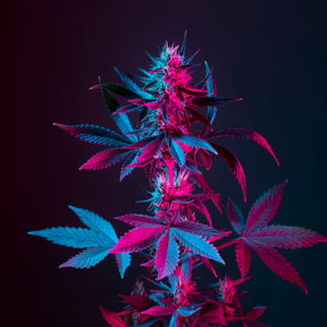 Cannabis Blossom Fragrance Oil