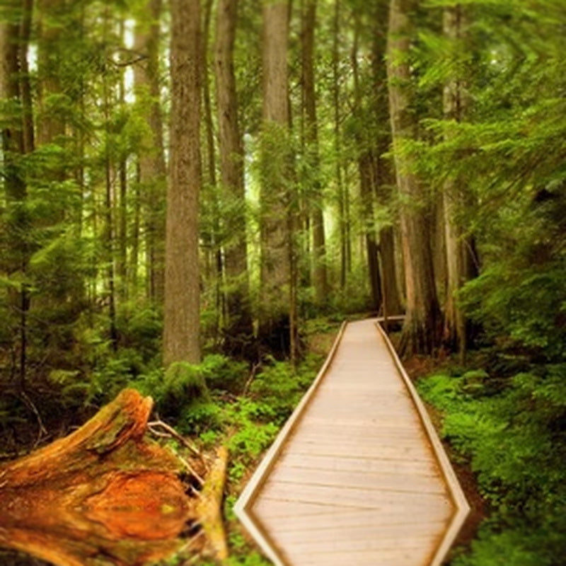 Cedar Forest Fragrance Oil