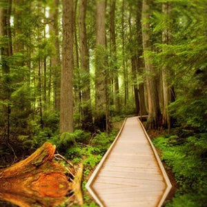 Cedar Forest Fragrance Oil