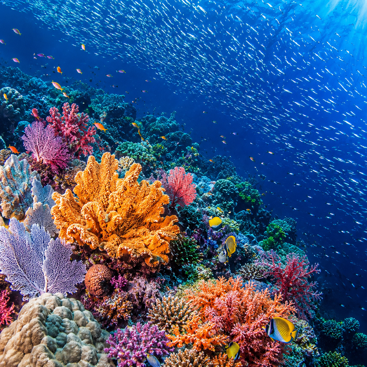 Coral Reef Fragrance Oil