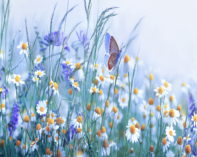 Fields of Flowers Fragrance Oil