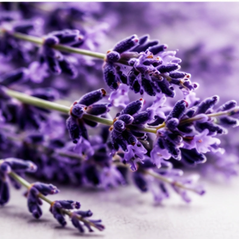 French Lavender Fragrance Oil