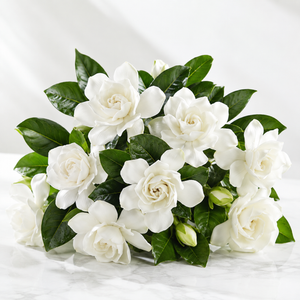 Gardenia Fragrance Oil