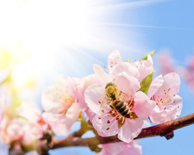 Hawaiian Honey Blossom Fragrance Oil