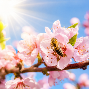 Hawaiian Honey Blossom Fragrance Oil