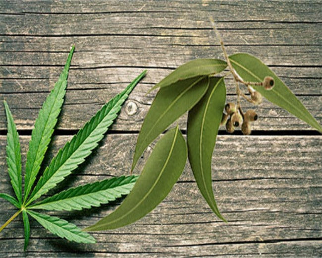 Hemp Eucalyptus Fragrance Oil