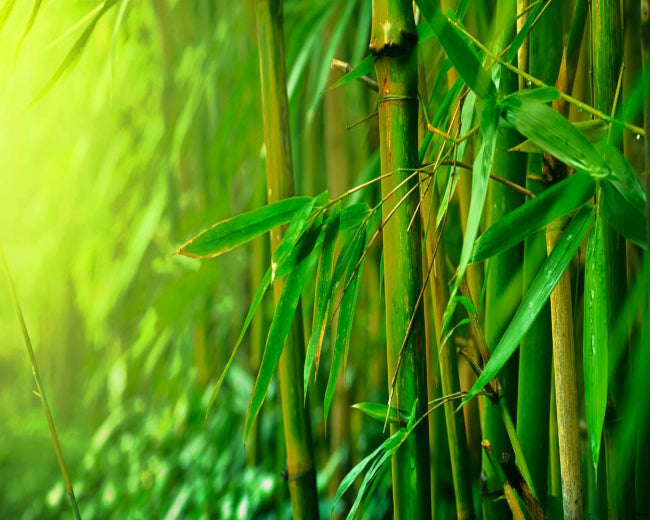 Himalayan Bamboo Fragrance Oil