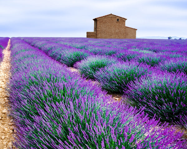 indigo vs lavender plant Indigo Lavender Fragrance Oil