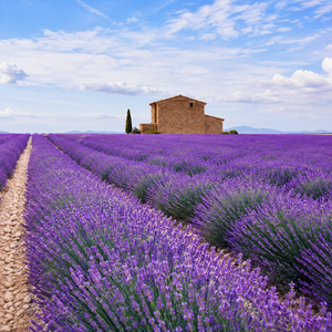 Indigo Lavender Fragrance Oil