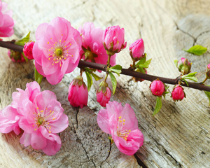Japanese Cherry Blossom Fragrance Oil
