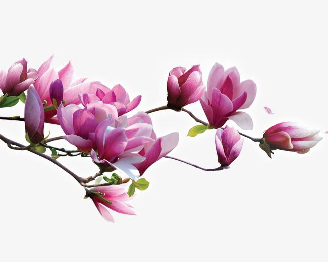 Magnolia blossom Fragrance Oil