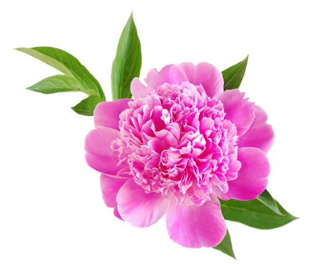 Pink Peony Fragrance Oil