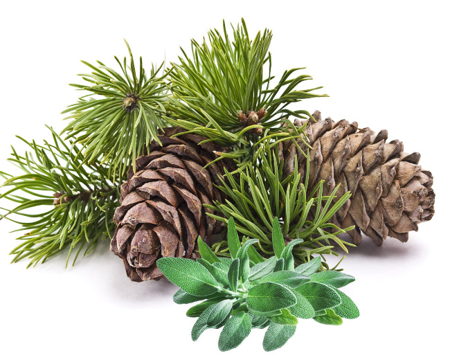 Red Cedar & Sage Fragrance Oil