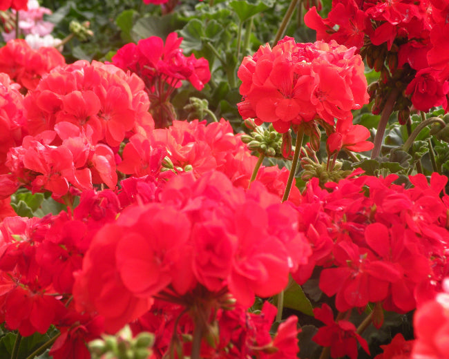 Rose & Geranium Fragrance Oil