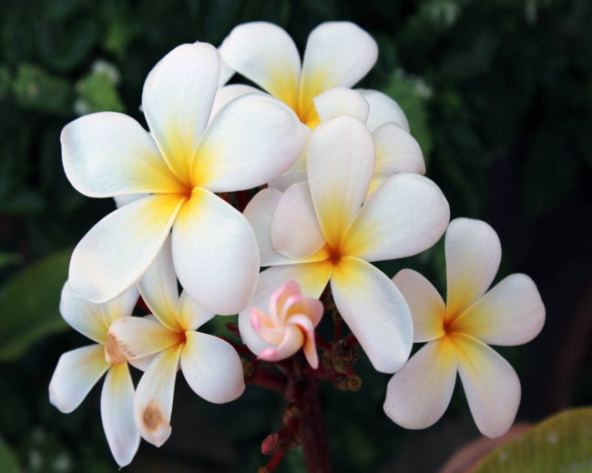 Wild Frangipani Fragrance Oil