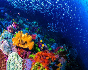 Coral Reef Fragrance Oil