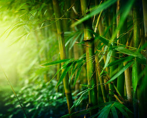 Bamboo Musk Fragrance Oil