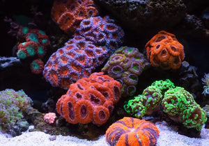 Coral Reef Fragrance Oil