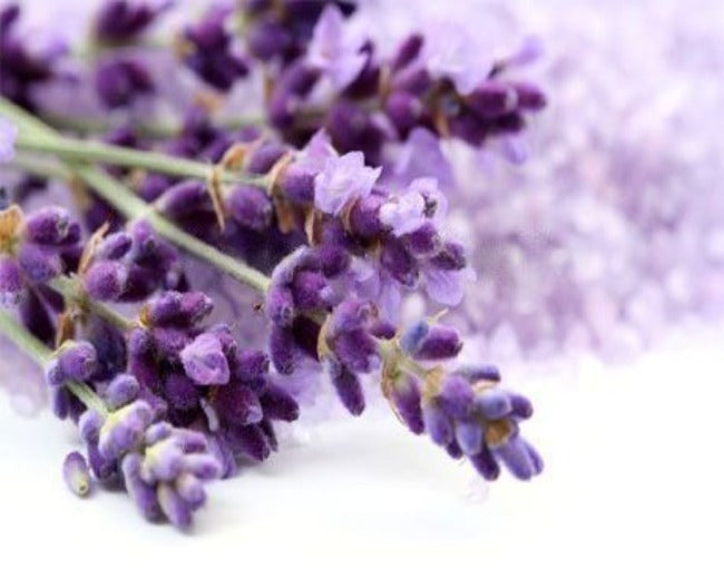 French Lavender Fragrance Oil
