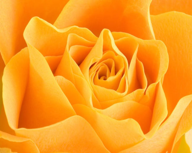 Golden Rose Fragrance Oil