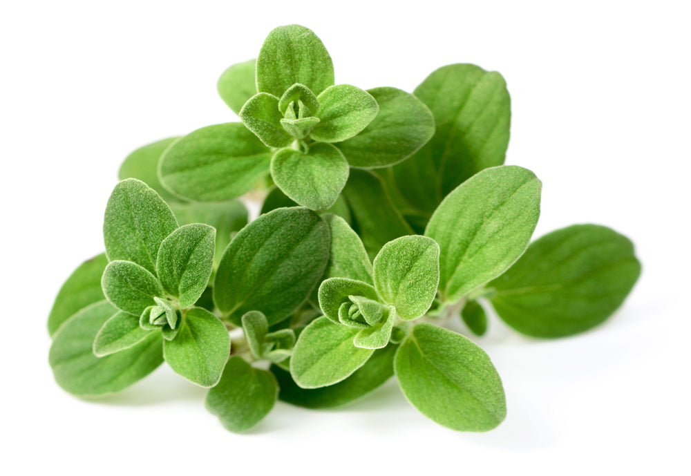 Marjoram Essential Oil Aussie Candle Supplies
